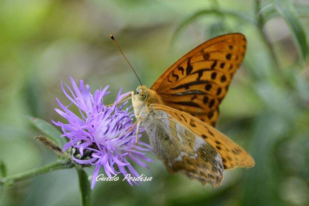 ID Lepidoptera 1